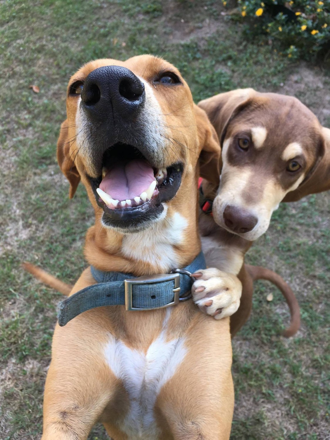 2 dogs in grass