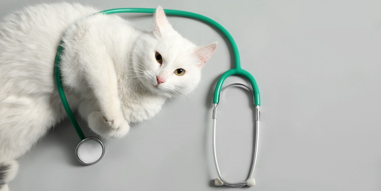 Cat with stethoscope